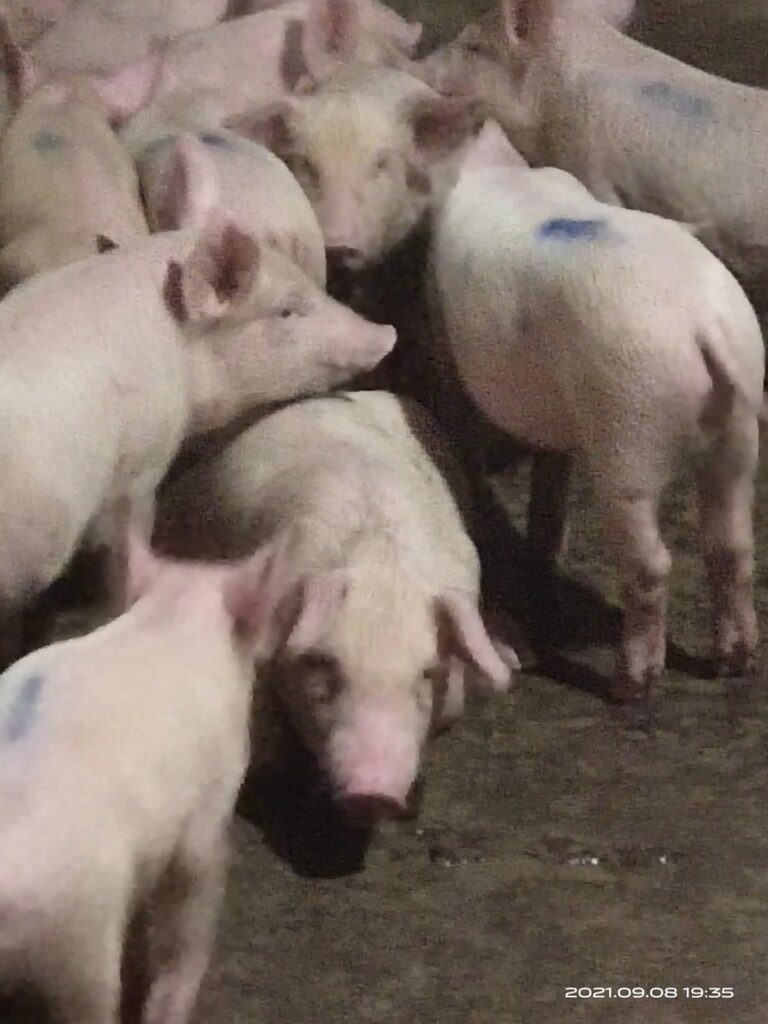 Piglets During Castration