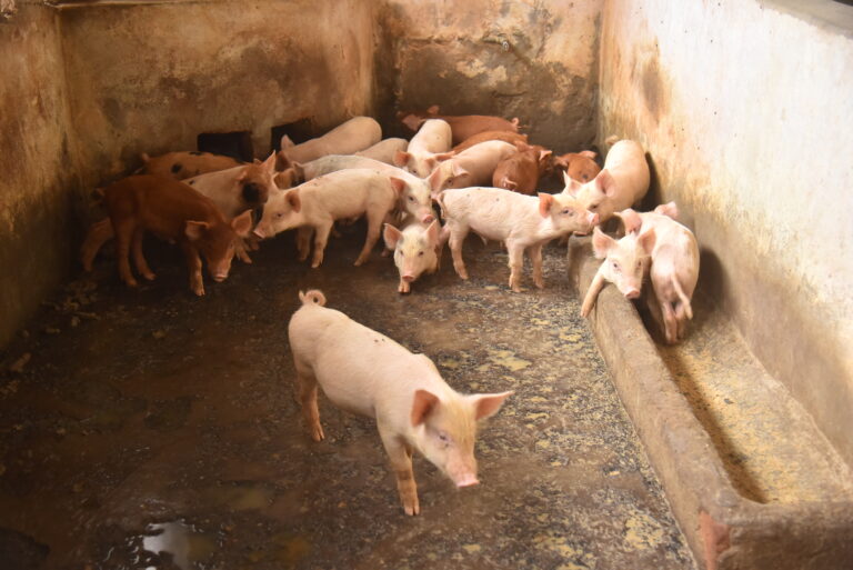Piglets After Weaning