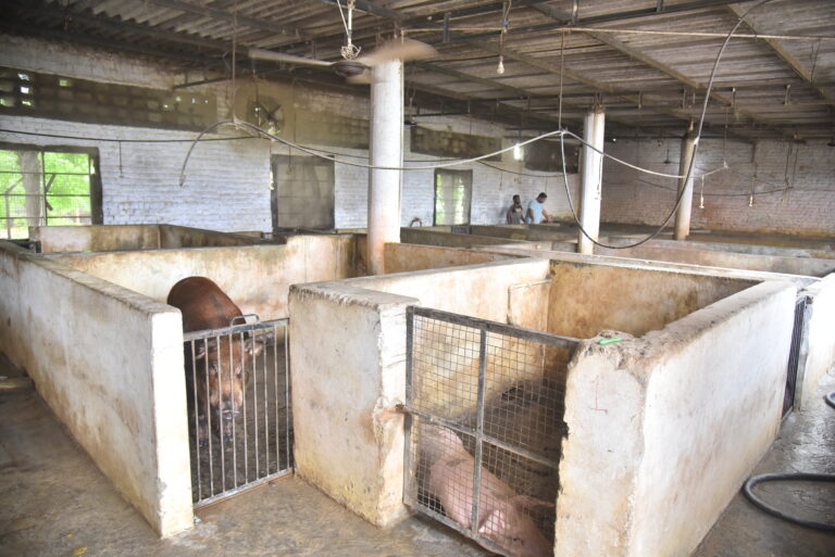 Inside View of Pig farm