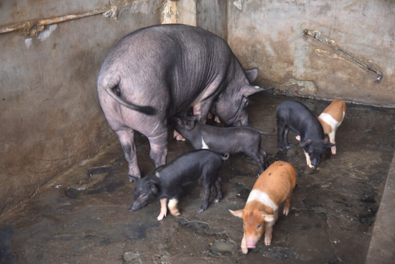 Hampshire with Piglets