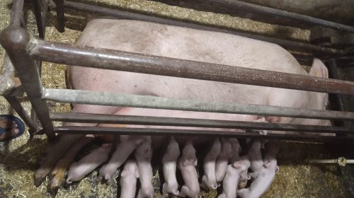 Sow with piglets After Delivery