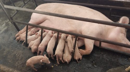 Piglets on Second Day